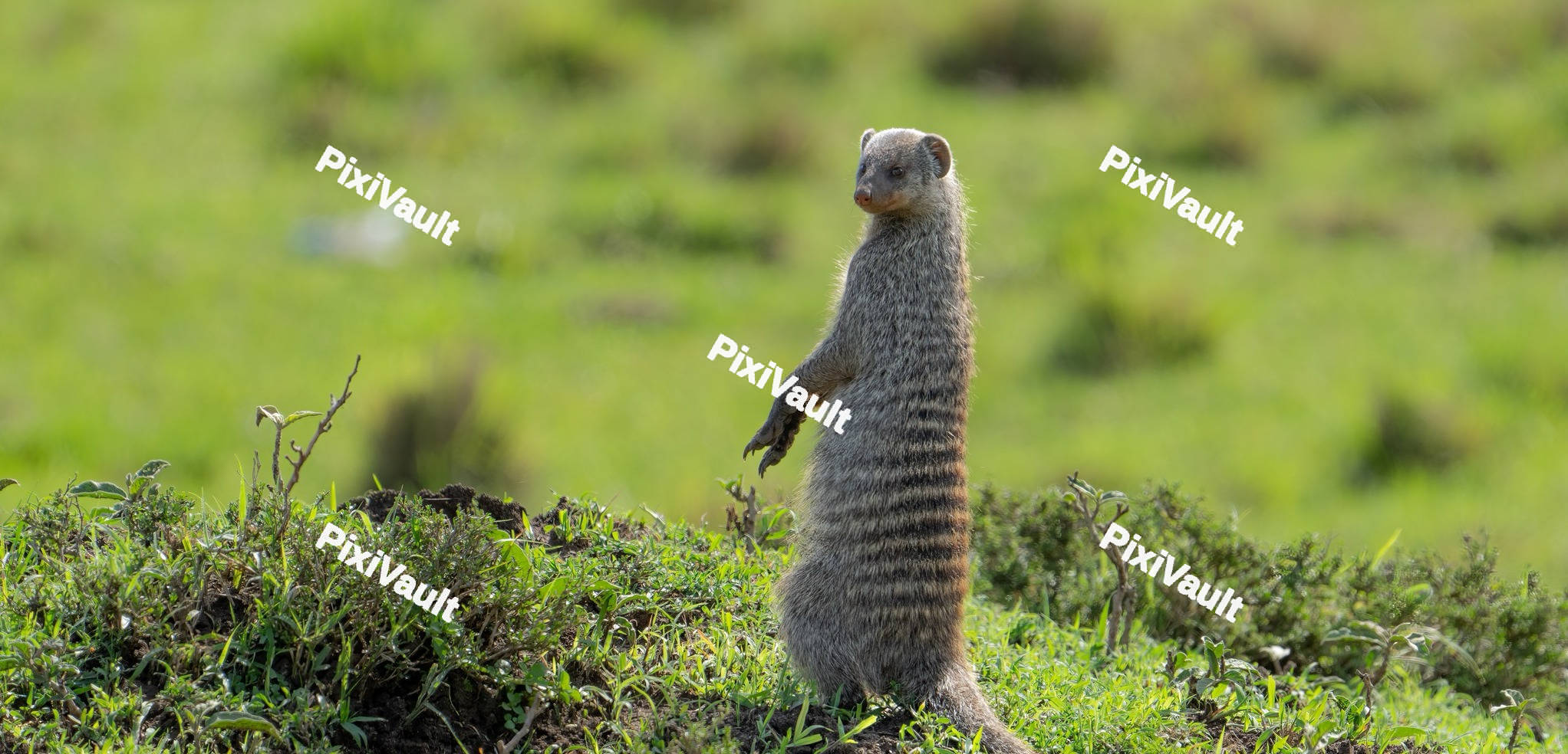 Banded Mongoose